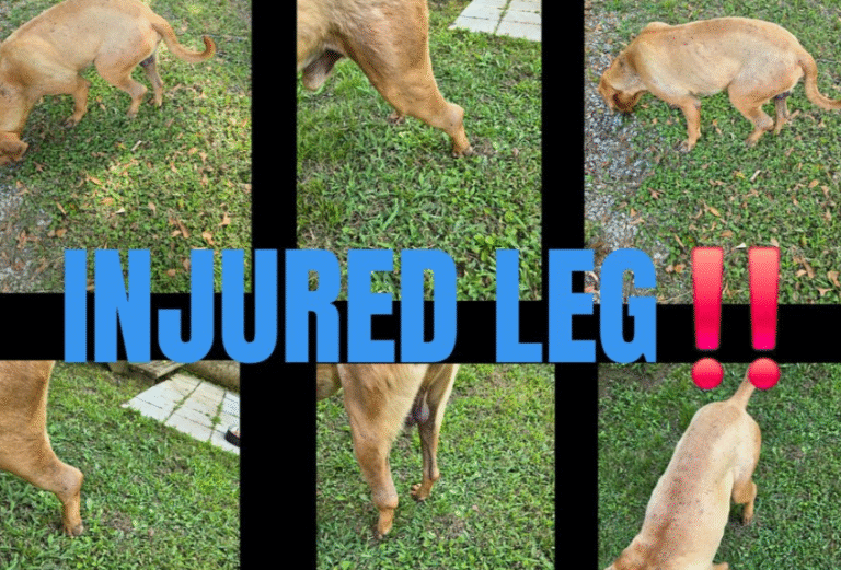 Oakman Dog With Injured Leg Rescued After Being Abandoned on Roadside